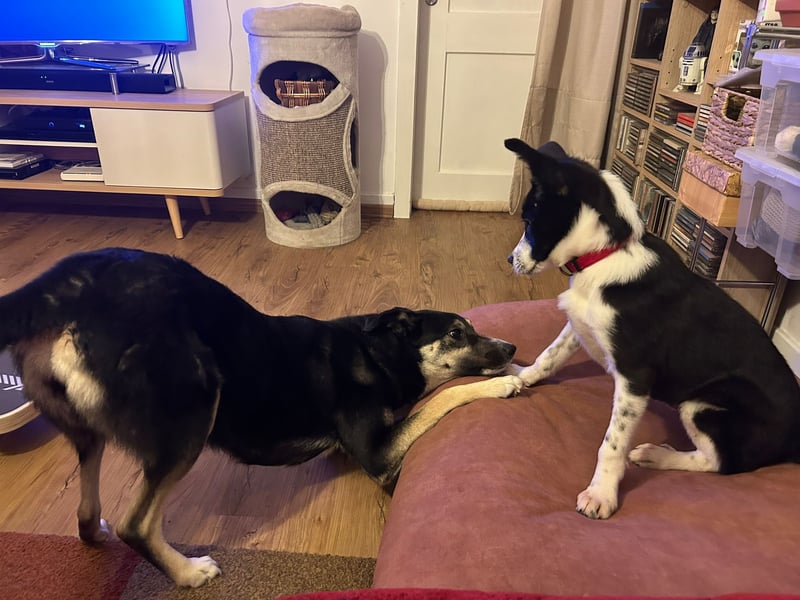 ❤️Fido, kleiner Border-Mix 7 Mon., mit großem Herzen sucht seine Familie!