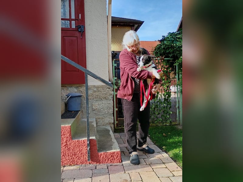 ❤️Fido, kleiner Border-Mix 7 Mon., mit großem Herzen sucht seine Familie!