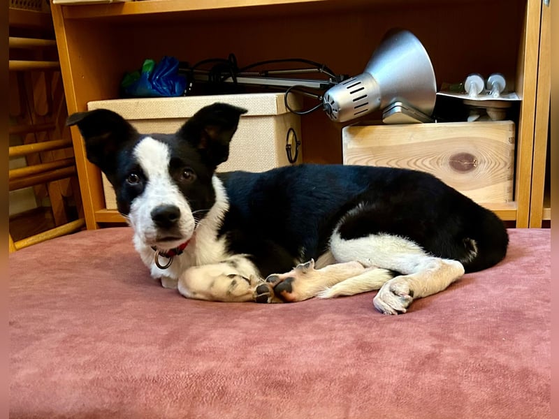 ❤️Fido, kleiner Border-Mix 7 Mon., mit großem Herzen sucht seine Familie!