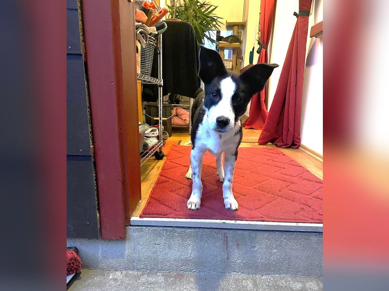 ❤️Fido, kleiner Border-Mix 7 Mon., mit großem Herzen sucht seine Familie!