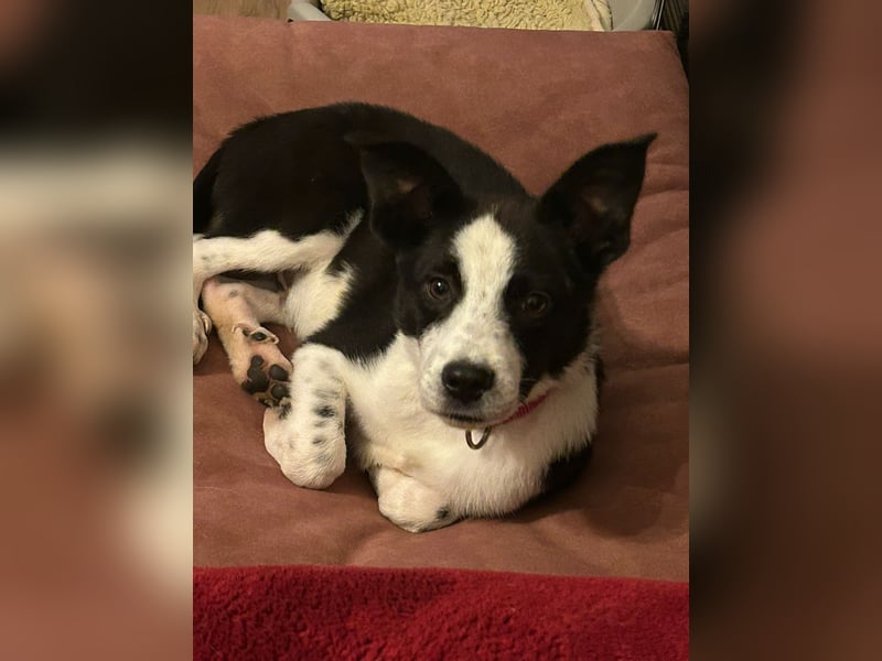 ❤️Fido, kleiner Border-Mix 7 Mon., mit großem Herzen sucht seine Familie!