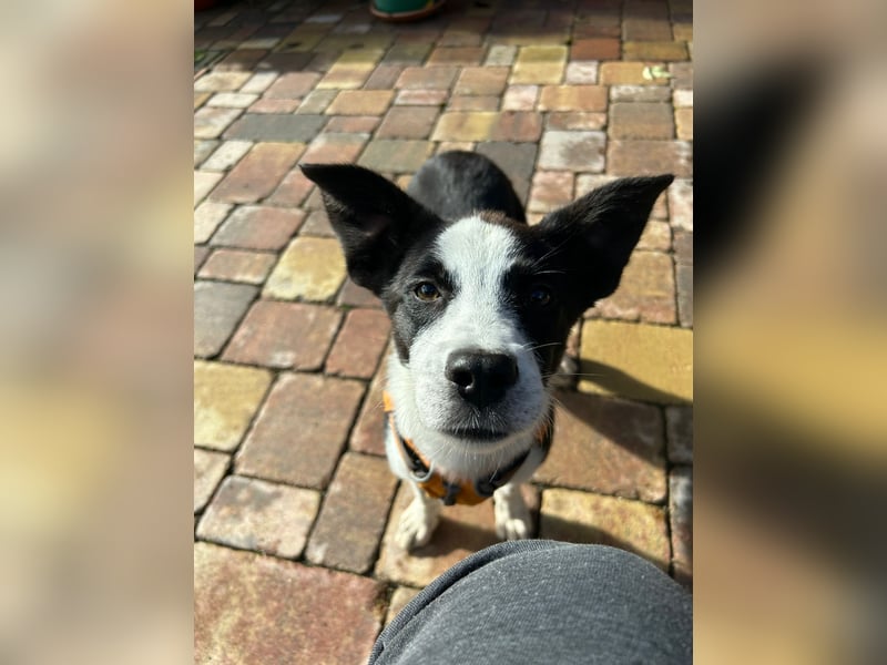 ❤️Fido, kleiner Border-Mix 7 Mon., mit großem Herzen sucht seine Familie!