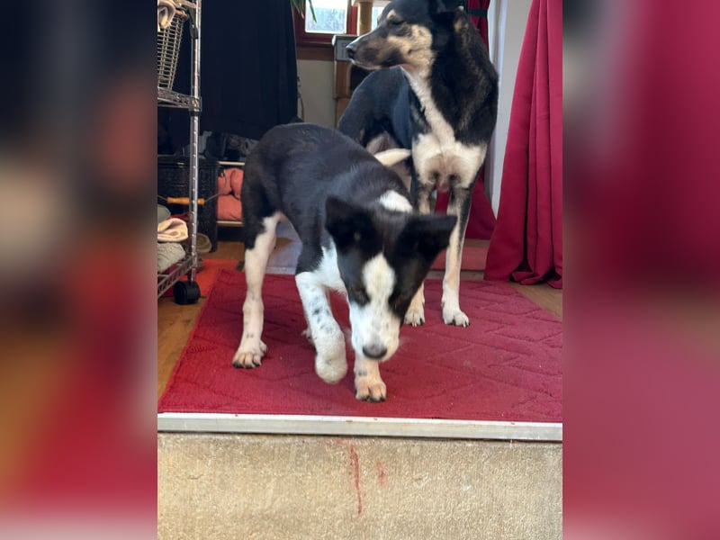 ❤️Fido, kleiner Border-Mix 7 Mon., mit großem Herzen sucht seine Familie!