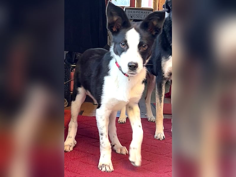 ❤️Fido, kleiner Border-Mix 7 Mon., mit großem Herzen sucht seine Familie!