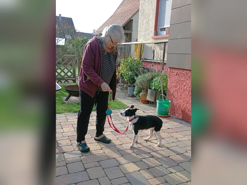 ❤️Fido, kleiner Border-Mix 7 Mon., mit großem Herzen sucht seine Familie!