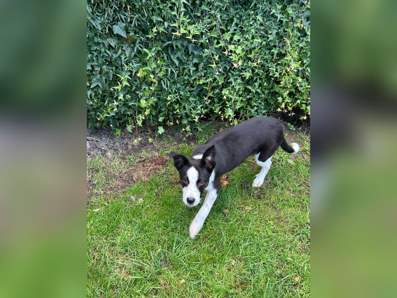 ❤️Fido, kleiner Border-Mix 7 Mon., mit großem Herzen sucht seine Familie!