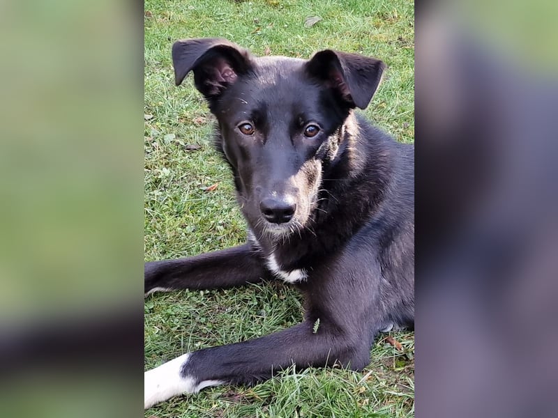 Border Collie Mix Elly sucht sportliche Menschen