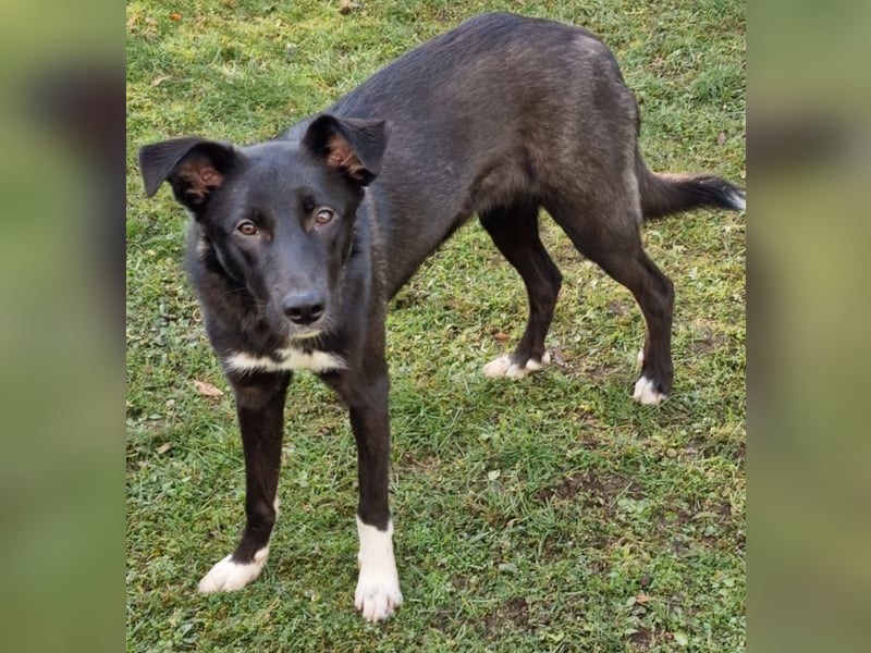 Border Collie Mix Elly sucht sportliche Menschen