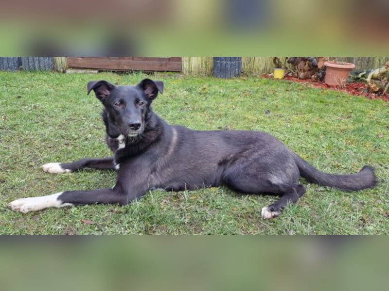 Border Collie Mix Elly sucht sportliche Menschen