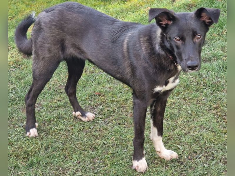 Border Collie Mix Elly sucht sportliche Menschen