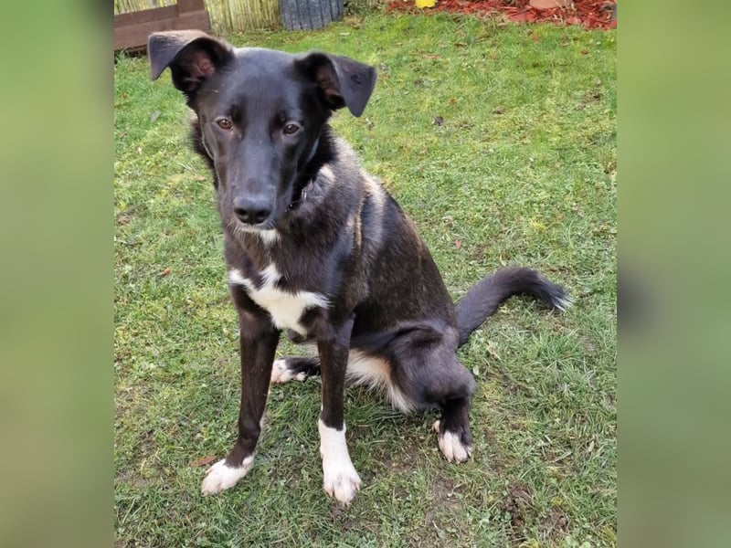 Border Collie Mix Elly sucht sportliche Menschen