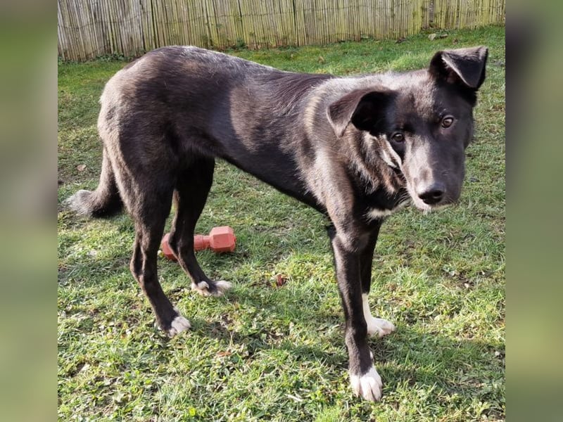 Border Collie Mix Elly sucht sportliche Menschen