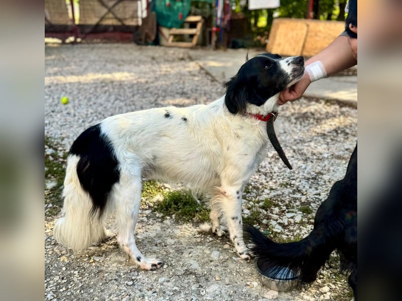 Garik – ein Border Collie sucht den Menschen, der ihm Halt gibt