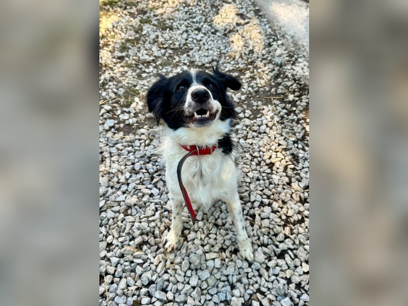 Garik – ein Border Collie sucht den Menschen, der ihm Halt gibt