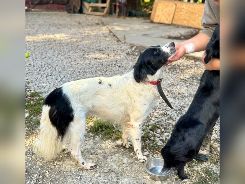 Garik – ein Border Collie sucht den Menschen, der ihm Halt gibt