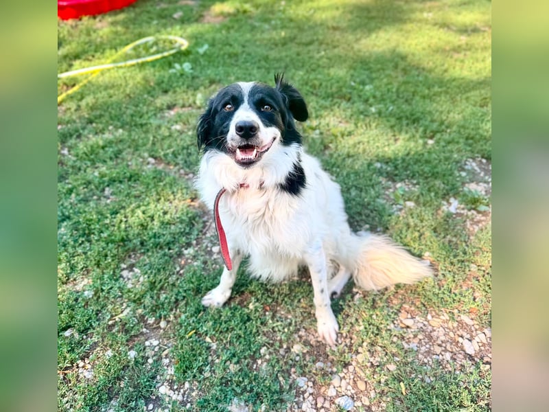 Garik – ein Border Collie sucht den Menschen, der ihm Halt gibt
