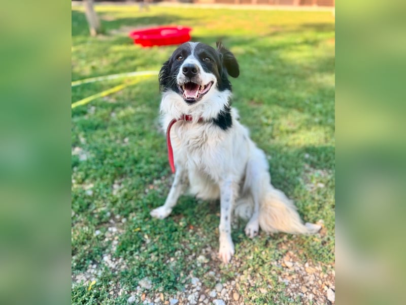 Garik – ein Border Collie sucht den Menschen, der ihm Halt gibt