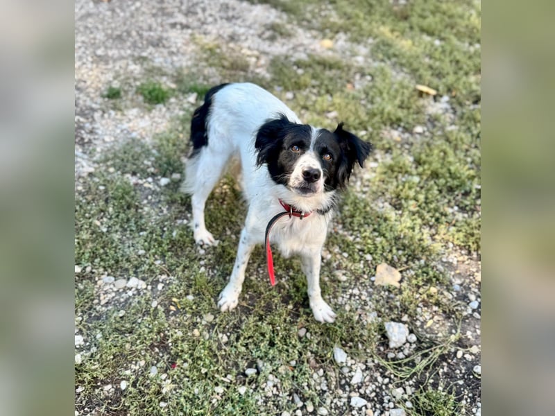 Garik – ein Border Collie sucht den Menschen, der ihm Halt gibt