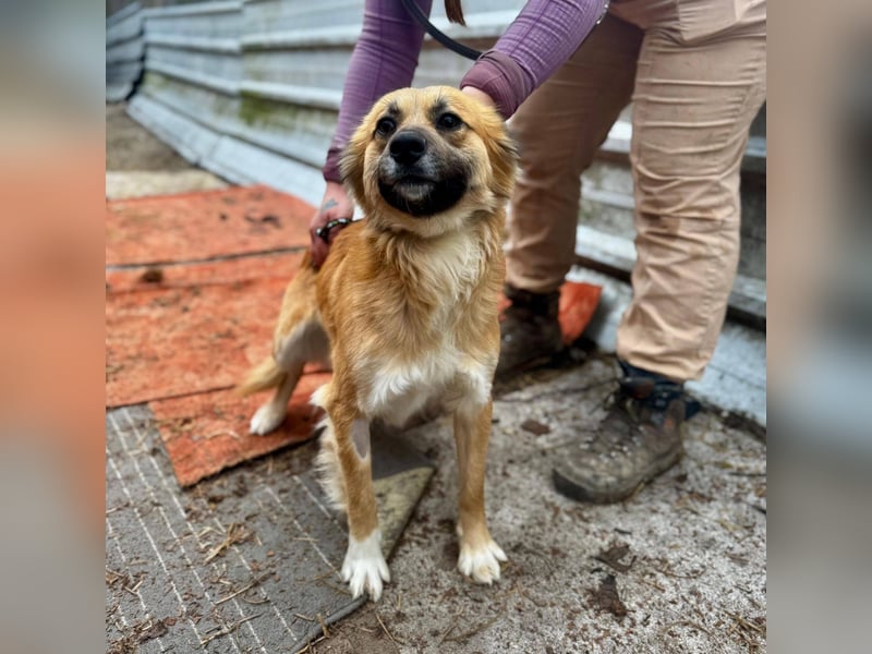VIKTOR ca. 18 mon. Collie-Mix-Teenager sucht aktive Familie
