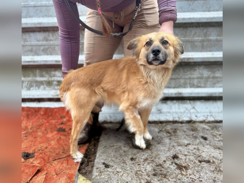 VIKTOR ca. 18 mon. Collie-Mix-Teenager sucht aktive Familie