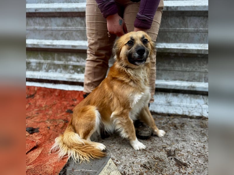 VIKTOR ca. 18 mon. Collie-Mix-Teenager sucht aktive Familie