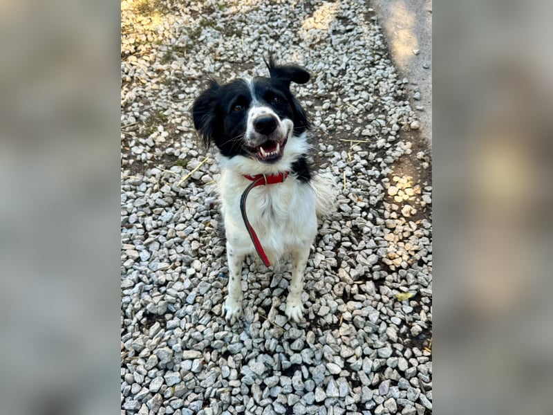 Garik – ein Border Collie sucht den Menschen, der ihm Halt gibt