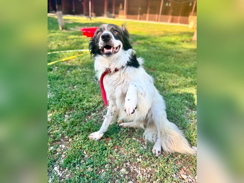 Garik – ein Border Collie sucht den Menschen, der ihm Halt gibt