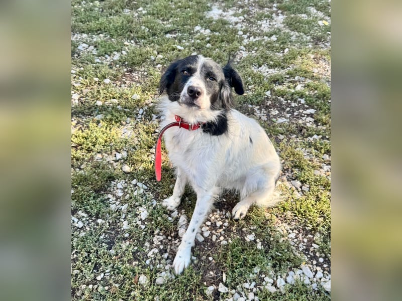 Garik – ein Border Collie sucht den Menschen, der ihm Halt gibt