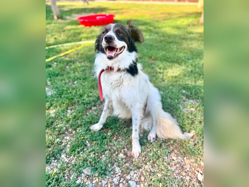 Garik – ein Border Collie sucht den Menschen, der ihm Halt gibt