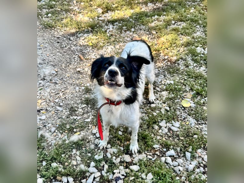 Garik – ein Border Collie sucht den Menschen, der ihm Halt gibt