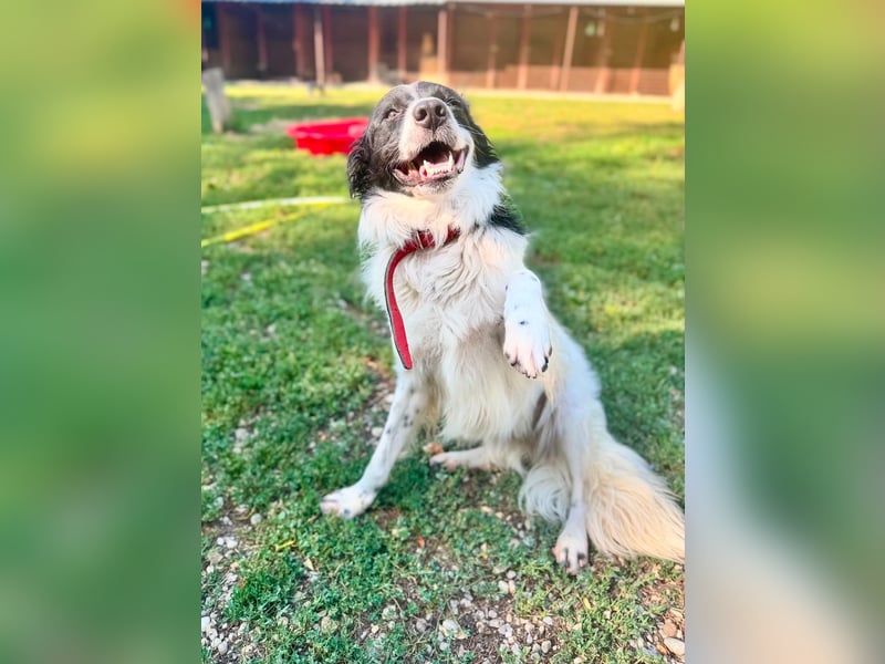 Garik – ein Border Collie sucht den Menschen, der ihm Halt gibt
