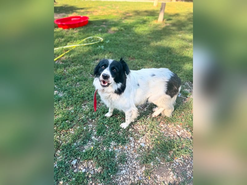 Garik – ein Border Collie sucht den Menschen, der ihm Halt gibt