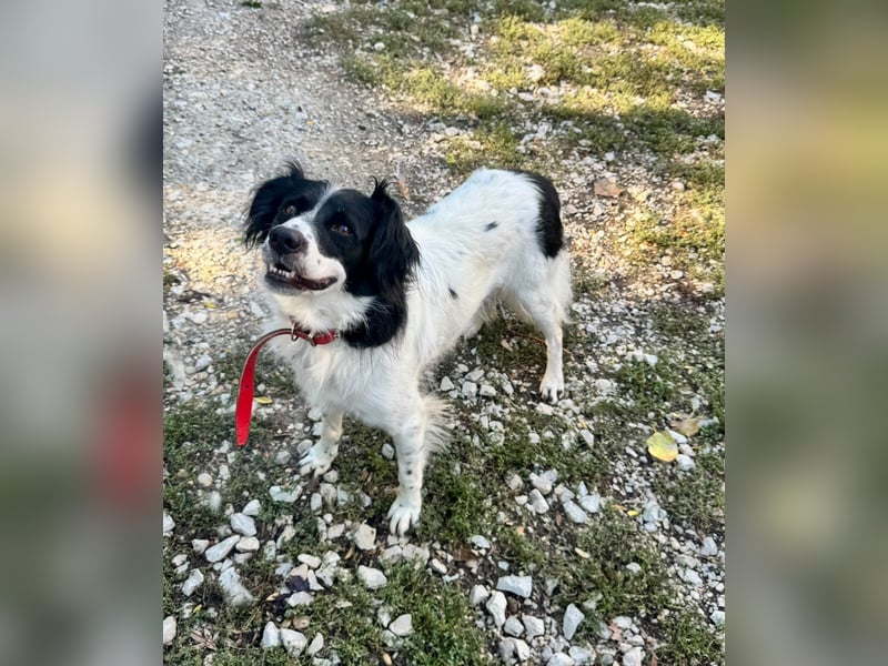 Garik – ein Border Collie sucht den Menschen, der ihm Halt gibt