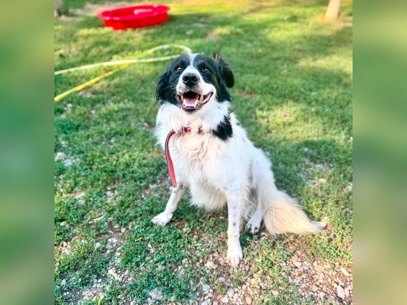 Garik – ein Border Collie sucht den Menschen, der ihm Halt gibt