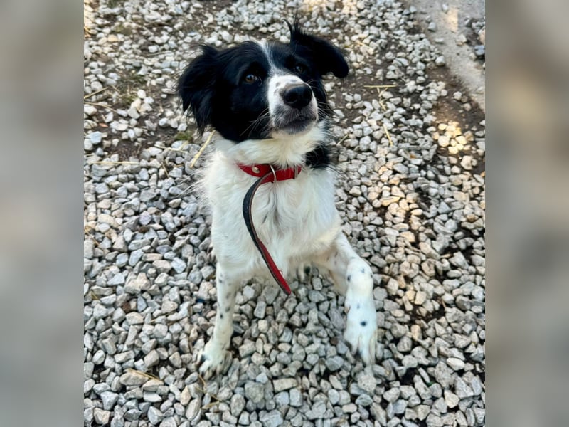Garik – ein Border Collie sucht den Menschen, der ihm Halt gibt