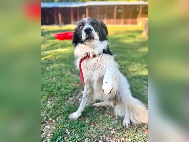 Garik – ein Border Collie sucht den Menschen, der ihm Halt gibt
