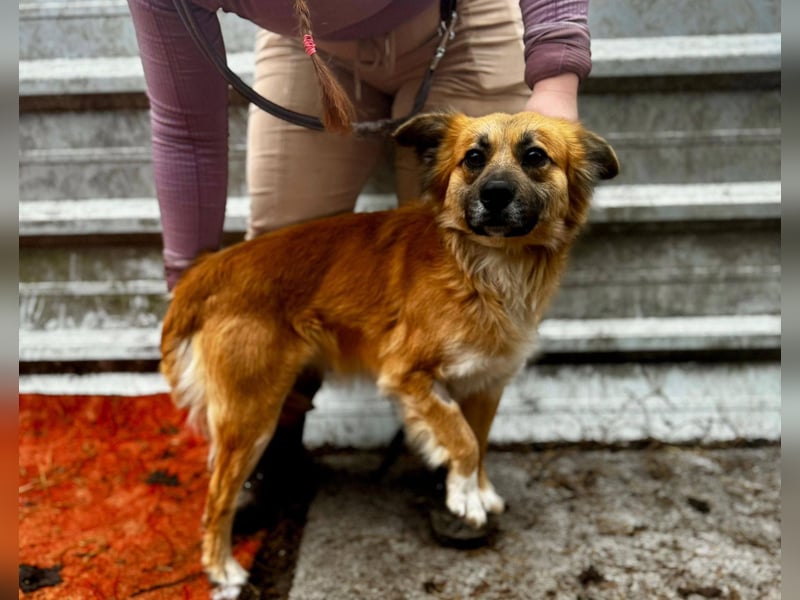 VIKTOR ca. 18 mon. Collie-Mix-Teenager sucht aktive Familie