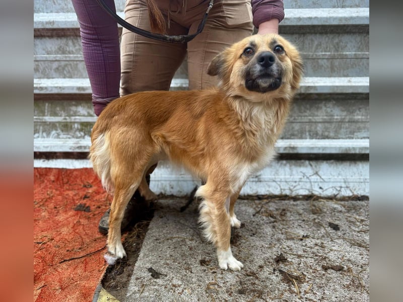 VIKTOR ca. 18 mon. Collie-Mix-Teenager sucht aktive Familie