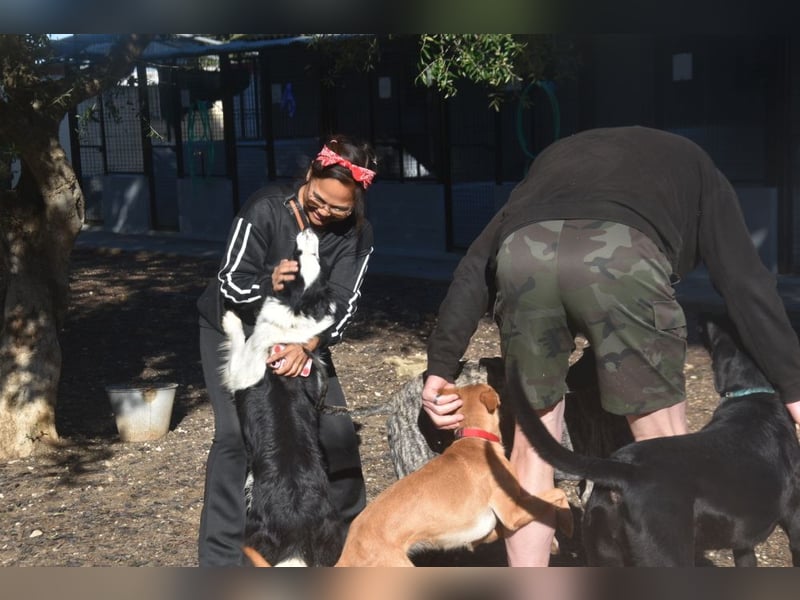 Lotti - befindet sich in einer Pflegestelle in 97258 Oberickelsheim (ab 09/01)