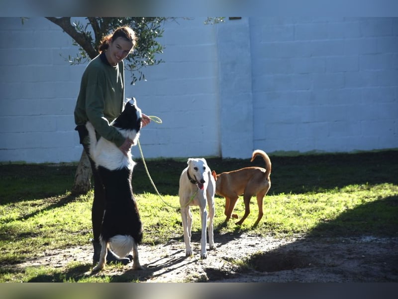 Lotti - befindet sich in einer Pflegestelle in 97258 Oberickelsheim (ab 09/01)