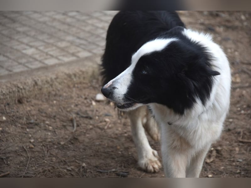 Lotti - befindet sich in einer Pflegestelle in 97258 Oberickelsheim (ab 09/01)