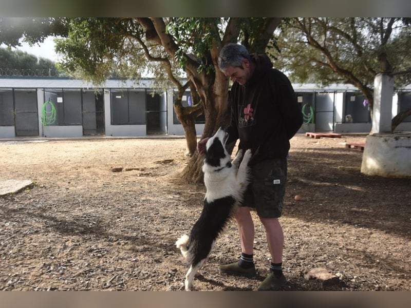 Lotti - befindet sich in einer Pflegestelle in 97258 Oberickelsheim (ab 09/01)