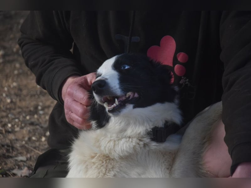 Lotti - befindet sich in einer Pflegestelle in 97258 Oberickelsheim (ab 09/01)