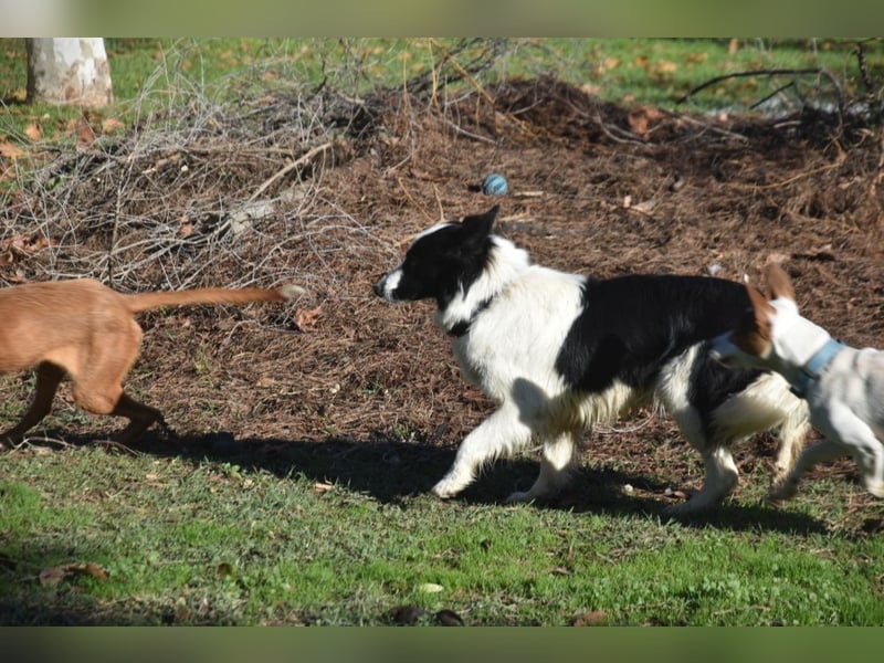 Lotti - befindet sich in einer Pflegestelle in 97258 Oberickelsheim (ab 09/01)