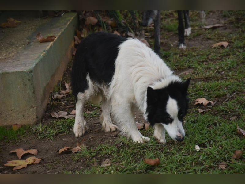 Lotti - befindet sich in einer Pflegestelle in 97258 Oberickelsheim (ab 09/01)
