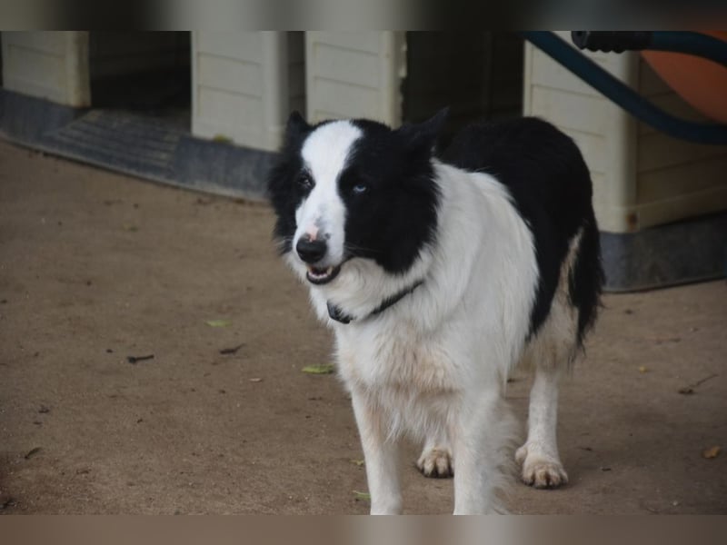 Lotti - befindet sich in einer Pflegestelle in 97258 Oberickelsheim (ab 09/01)