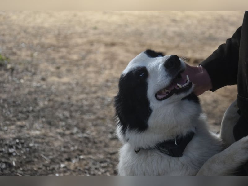 Lotti - befindet sich in einer Pflegestelle in 97258 Oberickelsheim (ab 09/01)