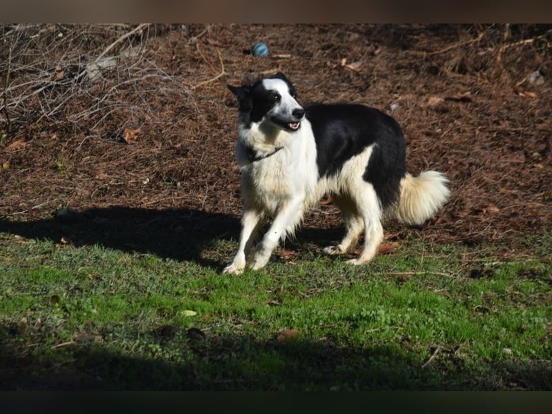 Lotti - befindet sich in einer Pflegestelle in 97258 Oberickelsheim (ab 09/01)