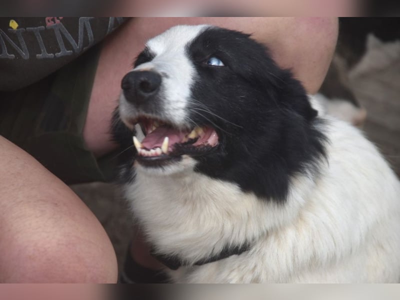 Lotti - befindet sich in einer Pflegestelle in 97258 Oberickelsheim (ab 09/01)