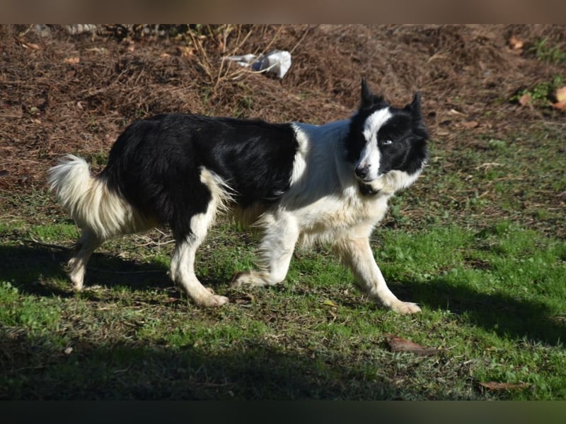 Lotti - befindet sich in einer Pflegestelle in 97258 Oberickelsheim (ab 09/01)
